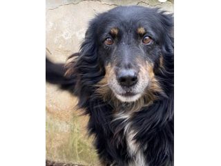 Patrik, una vita in canile