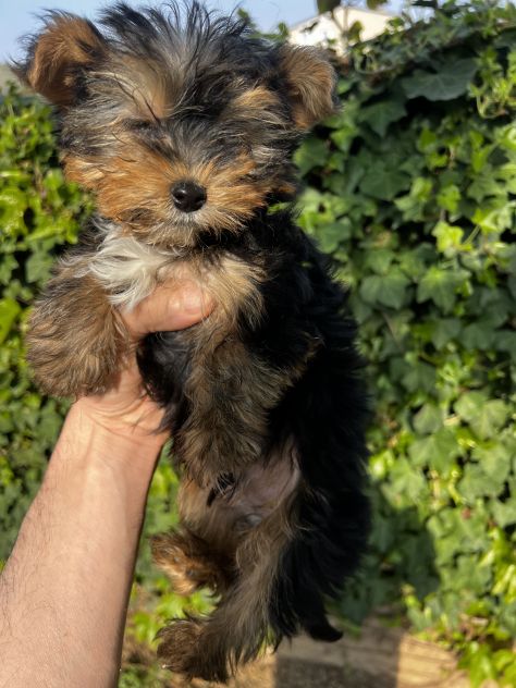 Cuccioli di Morkie (Morkye) maltese x yorkshire - Foto 4
