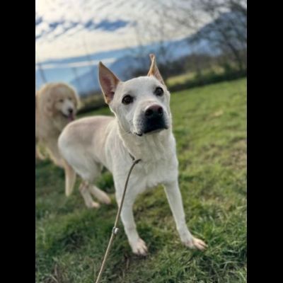 WHITE una vita buttata, simil pastore svizzero cane in adozione tg media - Foto 5