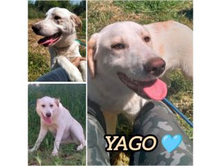 YAGO CUCCIOLO MIX LABRADOR