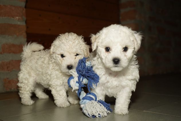 Cuccioli Bolognese - Foto 2
