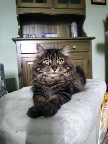 Sparty super gattone in regalo - Foto 2
