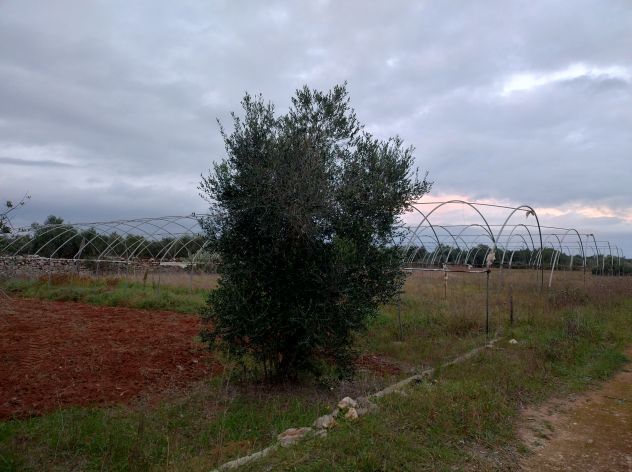 FinImmobil vende in San Donato di Lecce (LE) contrada Piezzo casa con terreno - Foto 6