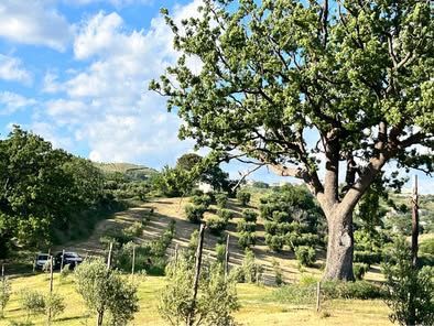 Vendesi azienda agricola biologica con uliveto, querce e casale – Altomonte (CS) - Foto 6