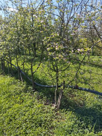 CONCESSIONE GRATUITA di terreno agricolo - Foto 6