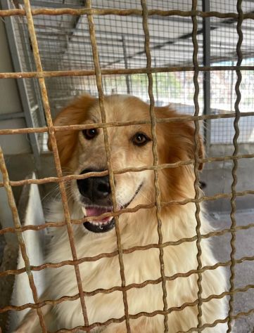 MATTIA ADORABILE CANE IN ADOZIONE - Foto 6