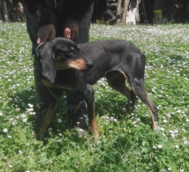 DANKO, splendido mix segugio - Foto 2