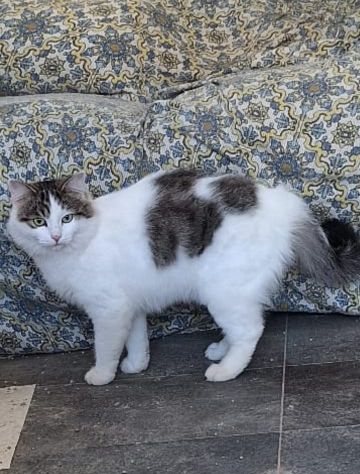 Dafne gattina dal manto bianco e grigio - Foto 3