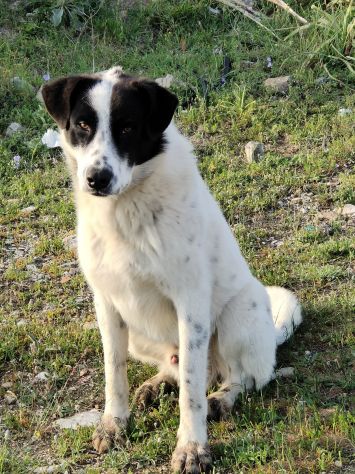 SNOOPY 3 ANNI TAGLIA GRANDE - Foto 4