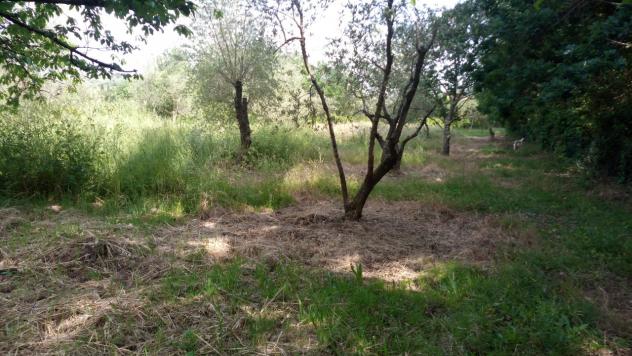 Agricolo in vendita a Buggiano - Foto 4