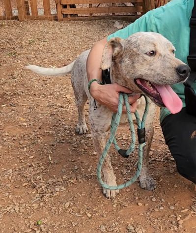 Mix molossino 2anni buono e bellissimo! CALABRIA