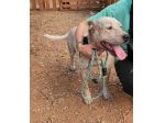 Mix molossino sui 3anni buono e bellissimo! CALABRIA