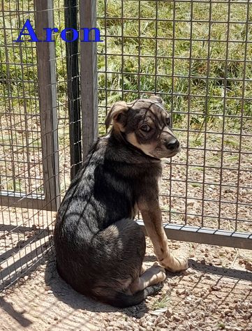 Aron e Jago cuccioli dolcissimi in adozione - Foto 6