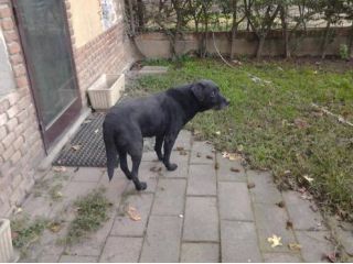 Labrador, adozione del cuore