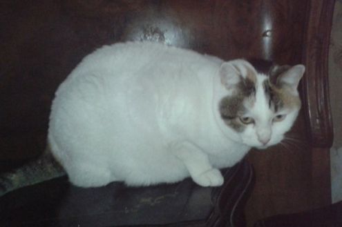 3 gattine in cerca di casa - Foto 2