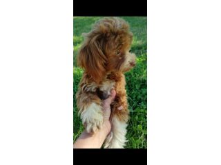 MALTIPOO TOY femminuccia con occhi verdi