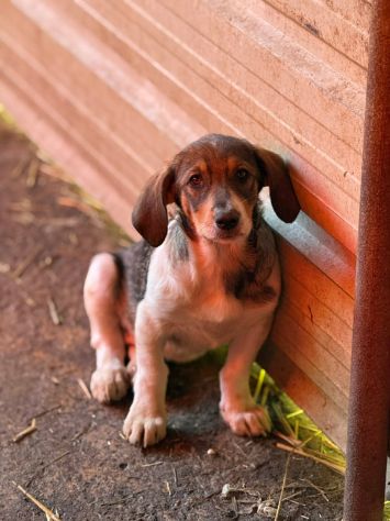 DARA, la cucciola più tenerona del rifugio cerca mamma! - Foto 5