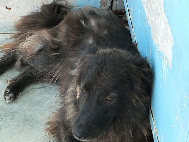 Lobo (taglia mediogrande) - Foto 4