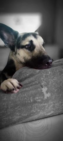 ANIMALI
