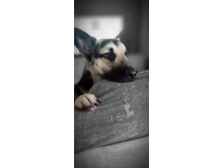 ANIMALI