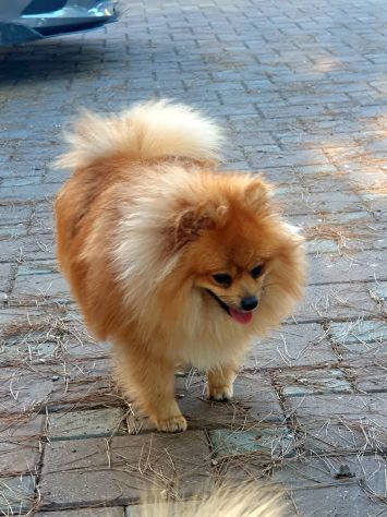Disponibile maschio spitz di pomerania nano per monta - Foto 5