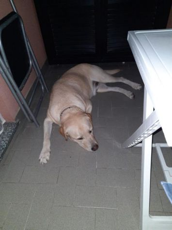 Splendido simil Labrador 4anni da Milano purtroppo è TORNATO IN SICILIA!!!!! - Foto 2