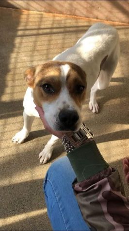CAIO, cerca salvezza dal canile, cane in adozione tg medio piccola - Foto 4