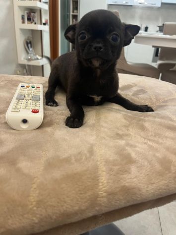 Tre cuccioli chihuahua - Foto 6
