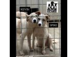 KEVIN, SPIKE, DIDO, TENERISSIMI CUCCIOLI IN ADOZIONE