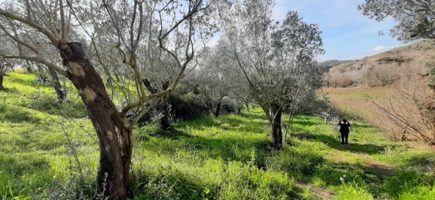 Seminativo in vendita a Montecorvino Rovella