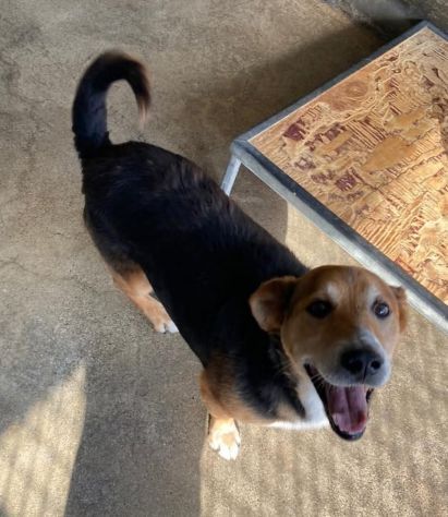 VERCINGETORIGE UN 'OPPORTUNITÀ DI VITA CAGNOLINO IN ADOZIONE - Foto 5
