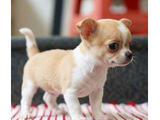 CHIHUAHUA TOY CUCCIOLI - pag in comode rate