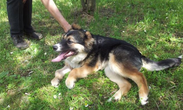 SISSY, stupenda cucciola speciale - Foto 5