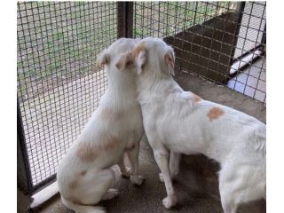 OLAF E OLIMPIA meritano un futuro CANI IN ADOZIONE