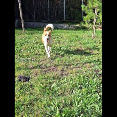 FELICE, 16 chili di dolcezza. CANE IN ADOZIONE - Foto 6