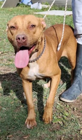 Pitbull(o simil)femmina Red Nose 3anni buona RISCHIA DI TORNARE AL SUD! VARESE - Foto 5