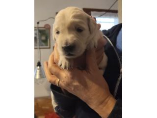 cuccioli golden retriever