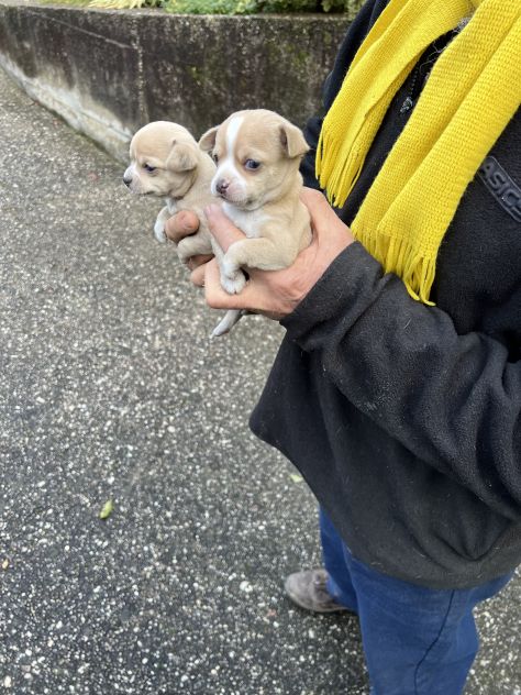 Chihuahua - Foto 4