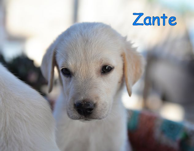 Quattro cuccioli incrocio labrador in adozione - Foto 3