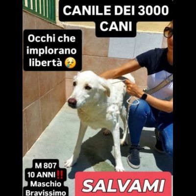 Un numero 807, una foto per regalare il sogno di una vita CANE IN ADOZIONE