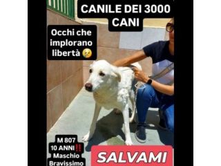 Un numero 807, una foto per regalare il sogno di una vita CANE IN ADOZIONE