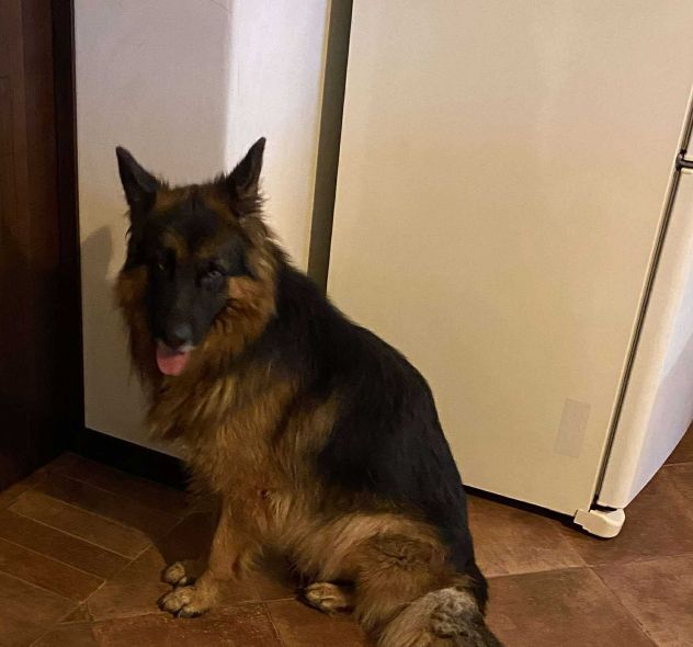 Pastore Tedesco 7 anni cerca casa