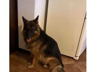 Pastore Tedesco 7 anni cerca casa