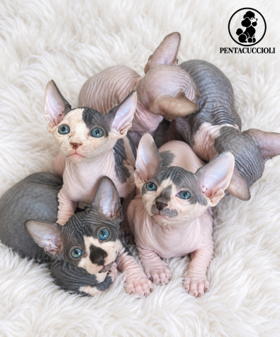 Gattini Sphynx (gatto nudo) disponibili, maschi e femmine