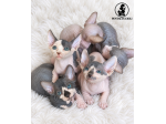 Gattini Sphynx (gatto nudo) disponibili, maschi e femmine