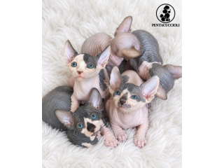 Gattini Sphynx (gatto nudo) disponibili, maschi e femmine