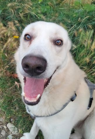 Oliver taglia grande, va d’accordo con cani e gatti - Foto 6