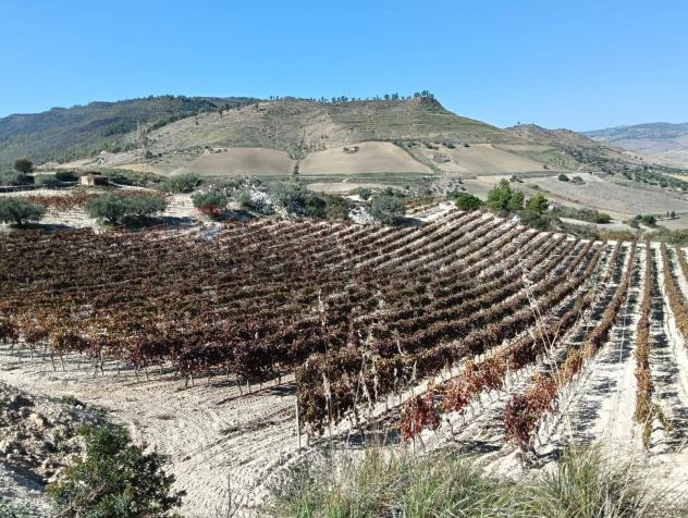 Terreno in vendita a Caltagirone - Foto 5