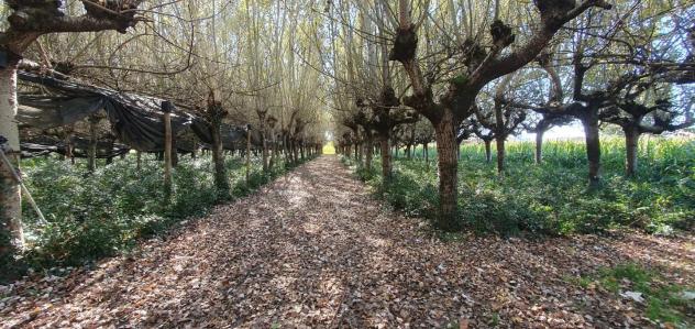 Terreno agricolo in vendita a Segromigno In Piano - Capannori 3000 mq Rif: 1370882