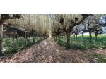 Terreno agricolo in vendita a Segromigno In Piano - Capannori 3000 mq  Rif: &hellip;